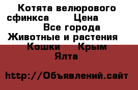 Котята велюрового сфинкса. .. › Цена ­ 15 000 - Все города Животные и растения » Кошки   . Крым,Ялта